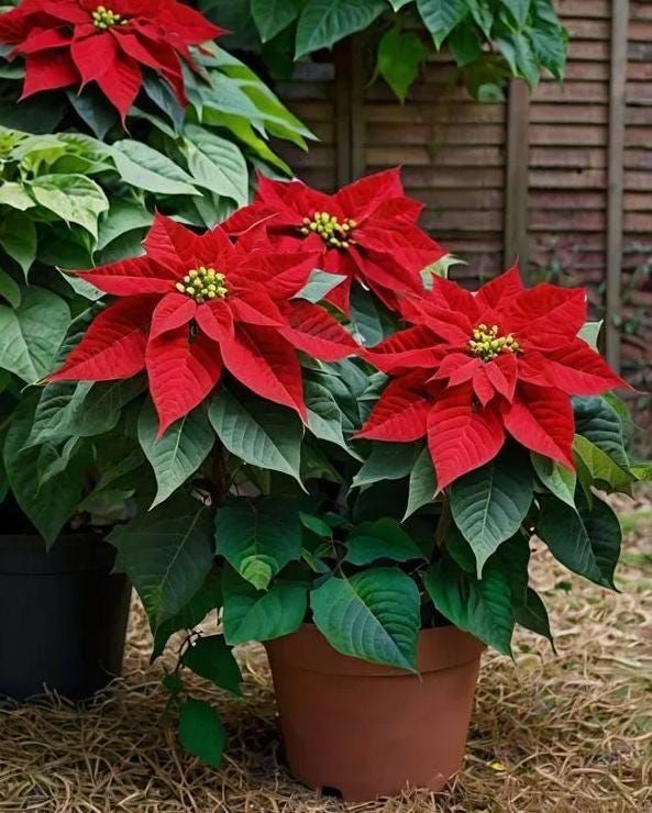 Poinsettia Flower seeds for Planting Long Bloom Season, Heirloom & GMO Free Seeds for Home Garden vegetable and garden seeds