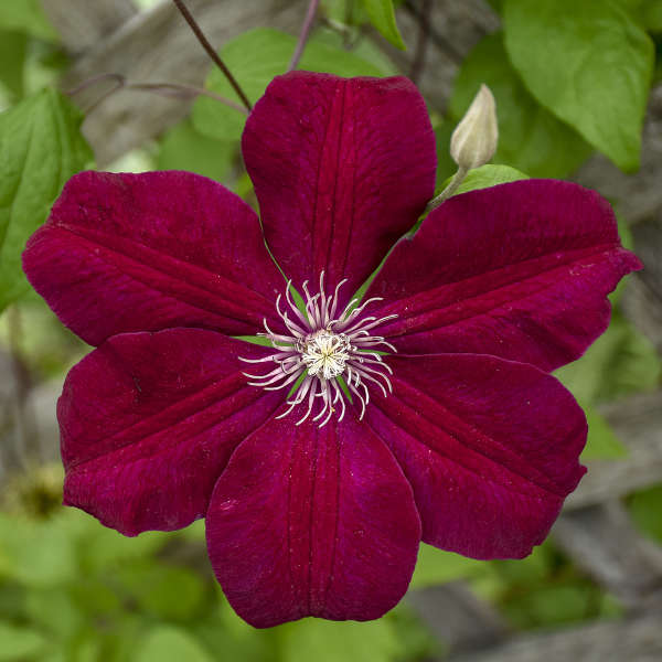 Premium Clematis Burgundy Flower seeds for Planting Low Maintenance, Heirloom & GMO Free Seeds for Home Garden seeds