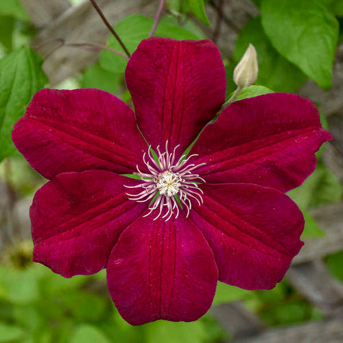 Premium Clematis Burgundy Flower seeds for Planting Low Maintenance, Heirloom & GMO Free Seeds for Home Garden seeds