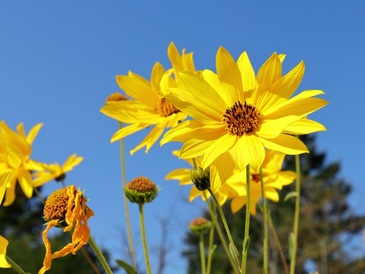 False SunFlower seeds for Planting Sun Loving Heirloom & GMO Free Seeds for Home Garden