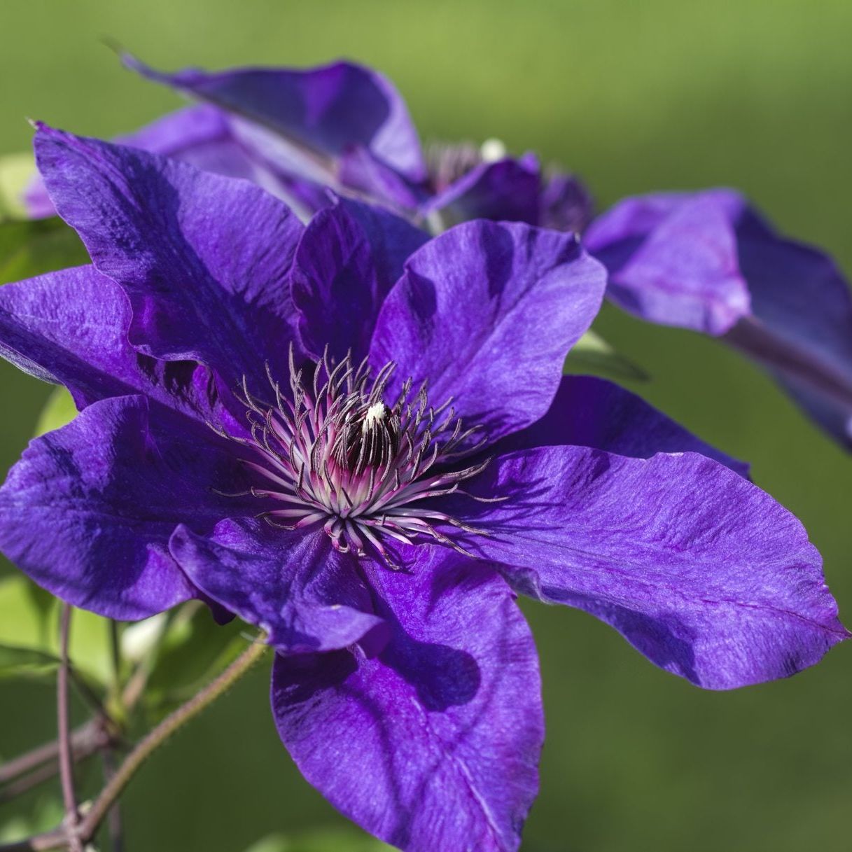 Yellow Purple Clematis Flower seeds for Planting Pollinator Friendly, Heirloom & GMO Free Seeds for Home Garden vegetable and garden seeds