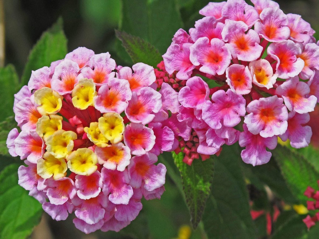 Premium Mixed Lantana Camara Flower seeds for Planting Garden Favorite, Heirloom & GMO Free Seeds for Home Garden seeds