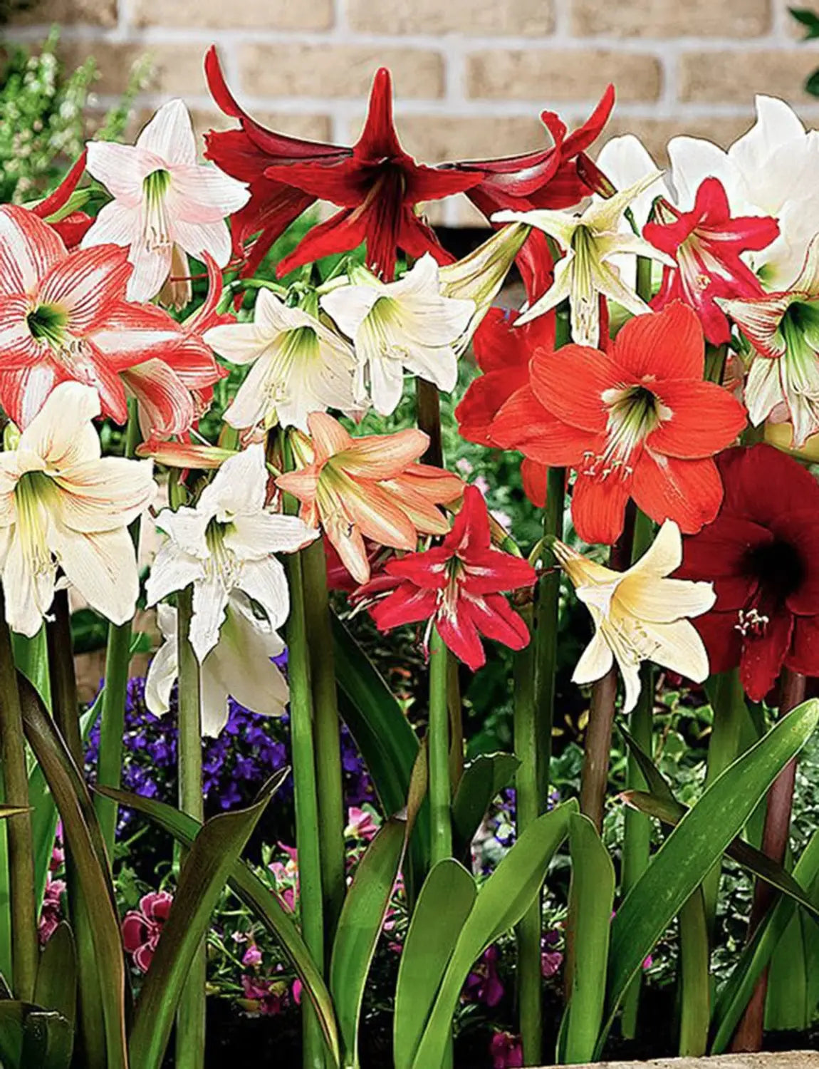 Premium Mixed Amaryllis Bulbs Flower seeds for Planting Bright Blooms, Heirloom & GMO Free Seeds for Home Garden seeds