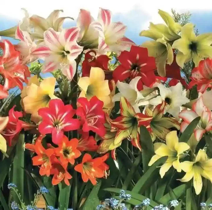 Amaryllis Barbados Flower seeds for Planting - Bright Blooms, Heirloom & GMO Free Seeds for Home Garden