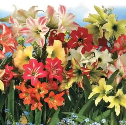Amaryllis Barbados Flower seeds for Planting - Bright Blooms, Heirloom & GMO Free Seeds for Home Garden