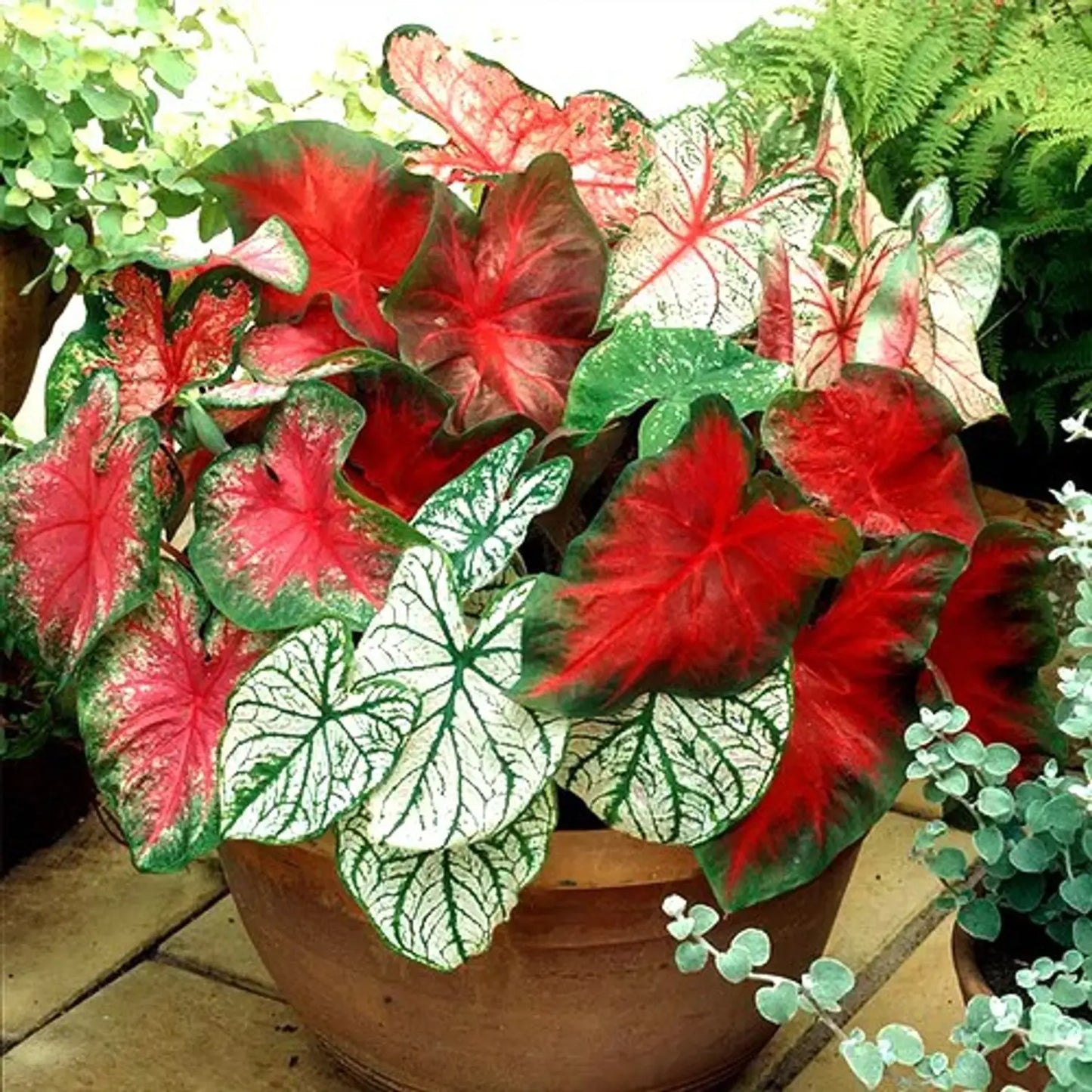 Teal Mix Caladium Flower seeds for Planting - Bright Blooms, Heirloom & GMO Free Seeds for Home Garden