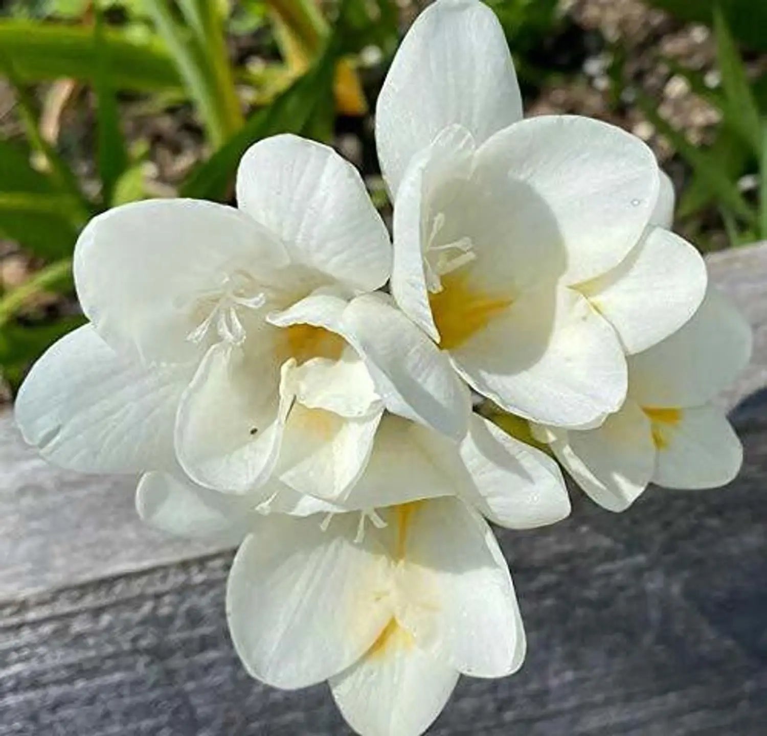 High quality Freesia Flower seeds for Planting Compact Growth, Heirloom & GMO Free Seeds for Home Garden seeds pack