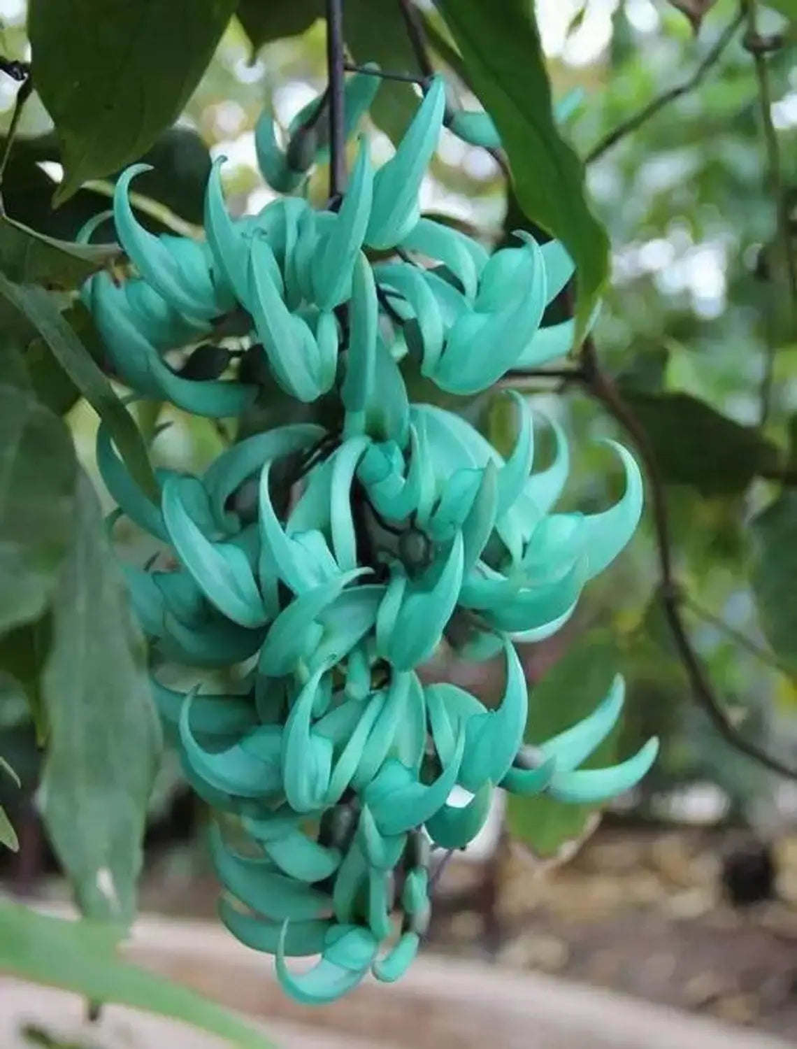 Premium Jadewein Flower seeds for Planting Cut Flower Favorite, Heirloom & GMO Free Seeds for Home Garden seeds