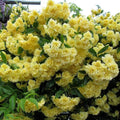 Rosa Banksiae Flower seeds for Planting Wildflower Mix, Heirloom & GMO Free Seeds for Home Garden seeds for planting