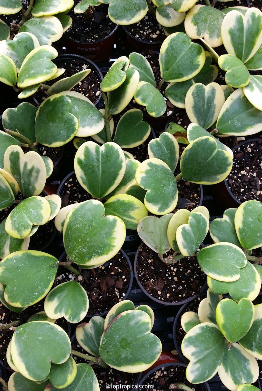High quality Green Hoya Kerrii Flower seeds for Planting Sun Loving, Heirloom & GMO Free Seeds for Home Garden seeds pack