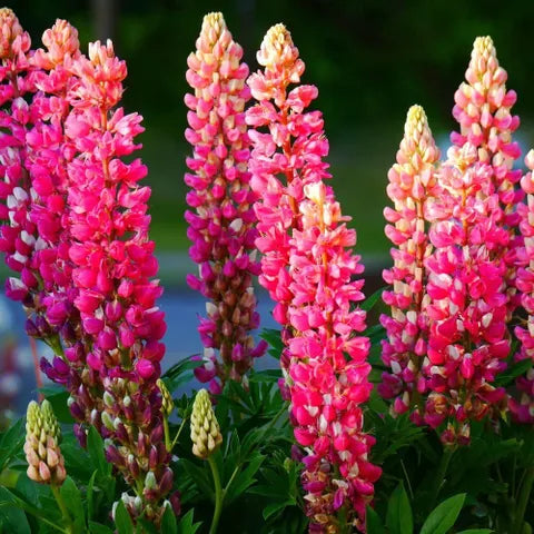 Red Lupin Flower seeds for Planting Drought Tolerant, Heirloom & GMO Free Seeds for Home Garden vegetable and garden seeds