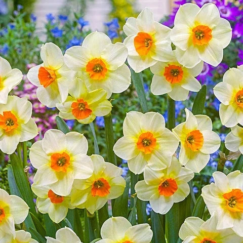 High quality Light Yellow Narcissus Flower seeds for Planting Colorful Display, Heirloom & GMO Free Seeds for Home Garden seeds pack