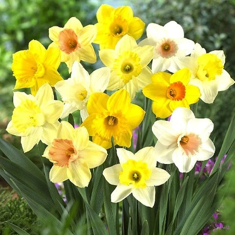Light Yellow Narcissus Flower seeds for Planting Colorful Display, Heirloom & GMO Free Seeds for Home Garden vegetable and garden seeds
