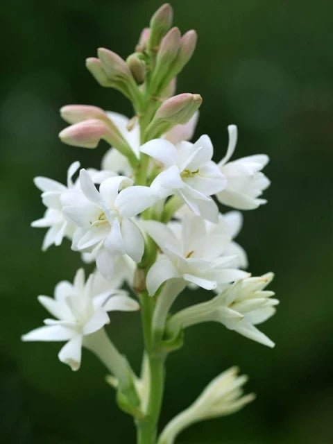 Tuberose Flower seeds for Planting - Vibrant Colors, Heirloom & GMO Free Seeds for Home Garden