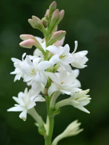 Tuberose Flower seeds for Planting - Vibrant Colors, Heirloom & GMO Free Seeds for Home Garden