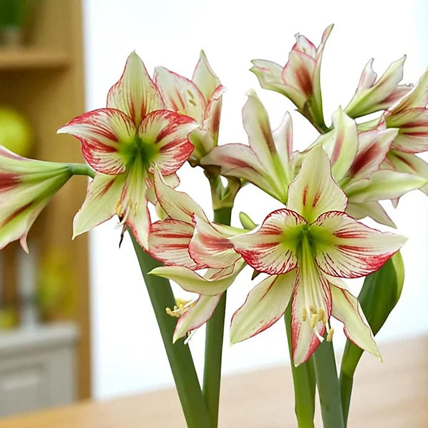 Heirloom Hippeastrum Rutilum Flower seeds for Planting Colorful Display Heirloom & GMO Free Seeds for Home Garden
