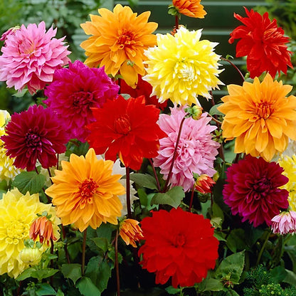 Heirloom Dahlias Flower seeds for Planting Vibrant Colors Heirloom & GMO Free Seeds for Home Garden