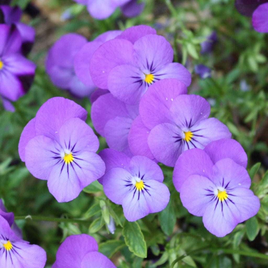 Light Purple Johnny Jump Up (Viola tricolor) Seeds for Planting – Heirloom, Non-GMO, Annual, Easy to Grow