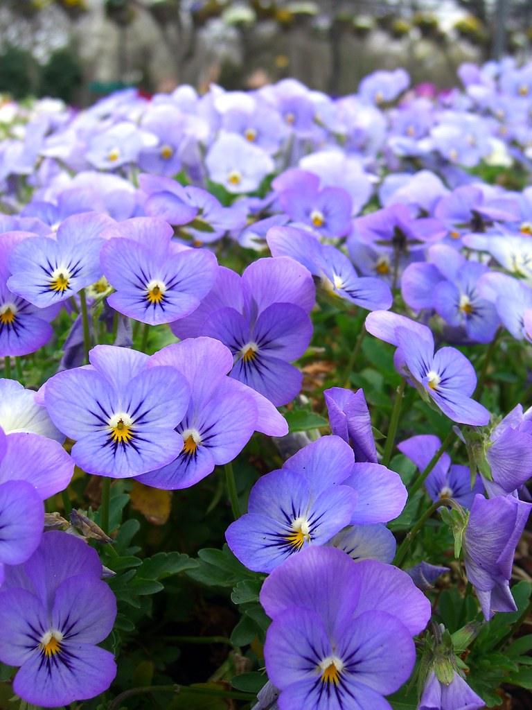 Light Purple Johnny Jump Up (Viola tricolor) Seeds for Planting – Heirloom, Non-GMO, Annual, Easy to Grow