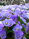 Light Purple Johnny Jump Up (Viola tricolor) Seeds for Planting – Heirloom, Non-GMO, Annual, Easy to Grow
