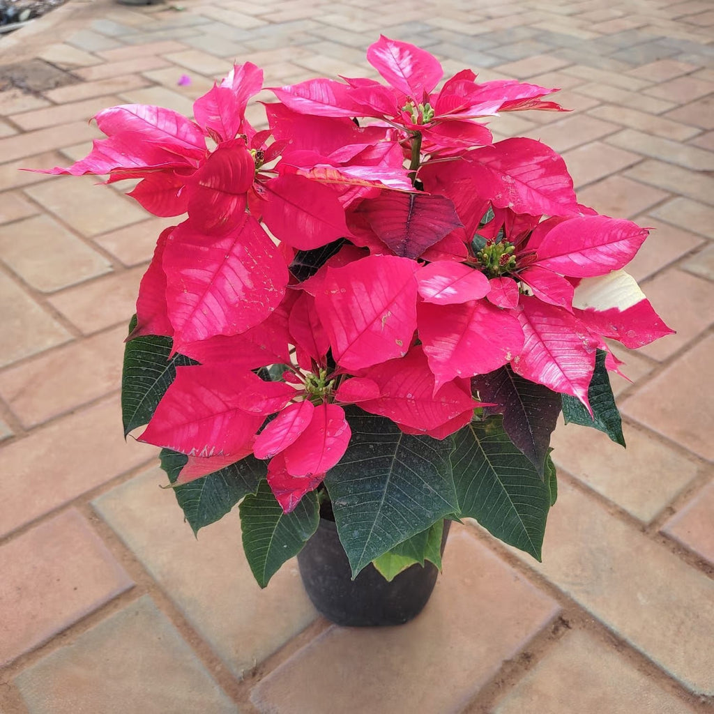 Premium Pink Poinsettia Flower seeds for Planting Low Maintenance, Heirloom & GMO Free Seeds for Home Garden seeds