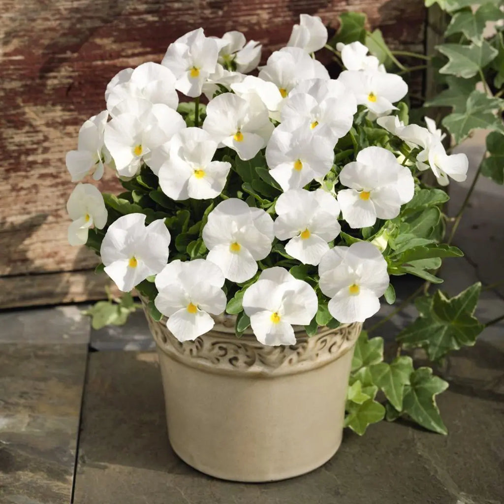 Tricolor Pansy Flower seeds for Planting Seasonal Bloomer, Heirloom & GMO Free Seeds for Home Garden seeds for planting