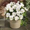 Tricolor Pansy Flower seeds for Planting Seasonal Bloomer, Heirloom & GMO Free Seeds for Home Garden seeds for planting