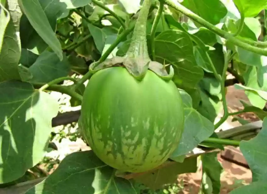Green Eggplant Seeds For Planting Vegetable Seeds
