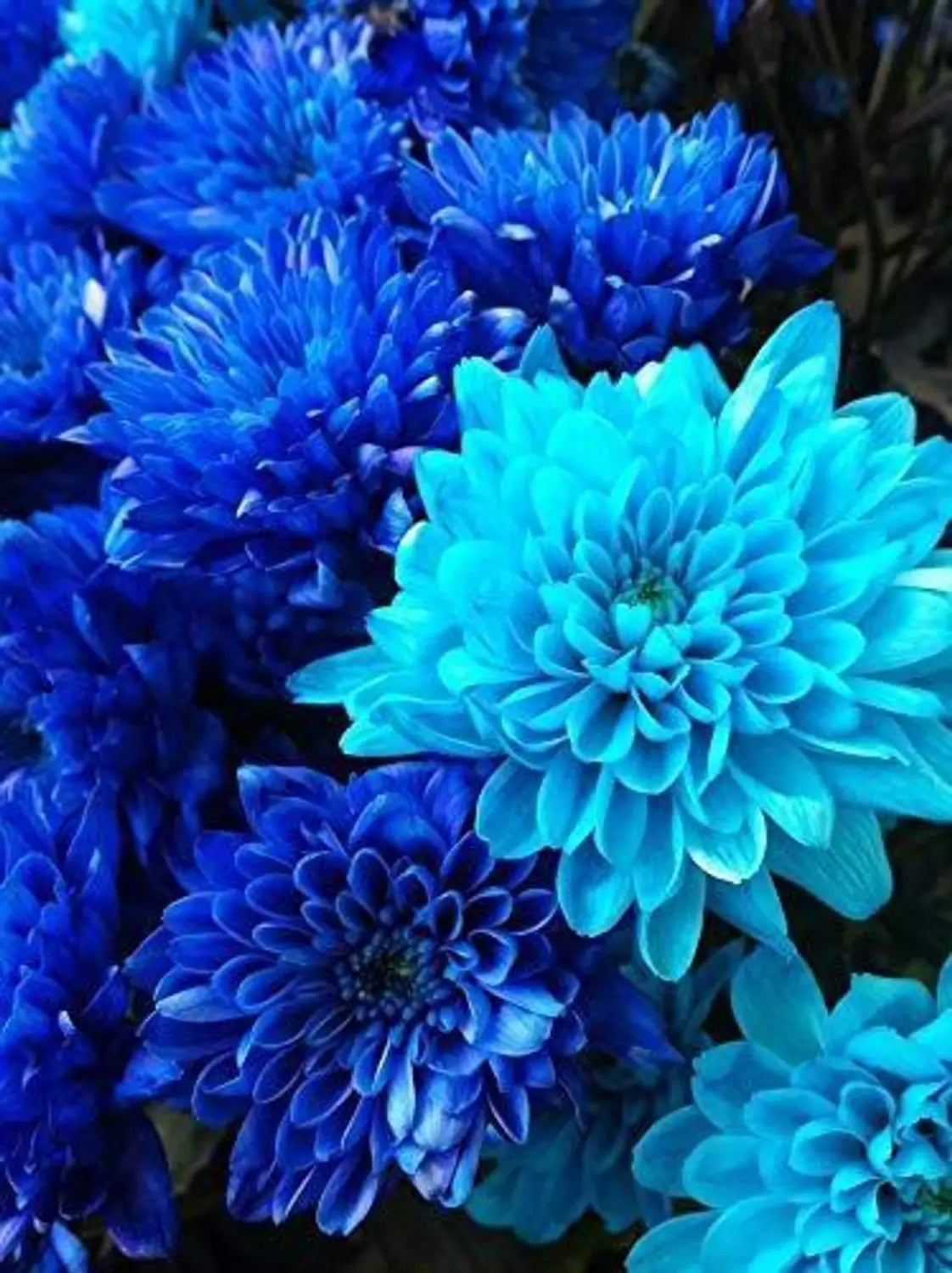 Dahlia Sky Blue Flower seeds for Planting - Fragrant Blossoms, Heirloom & GMO Free Seeds for Home Garden