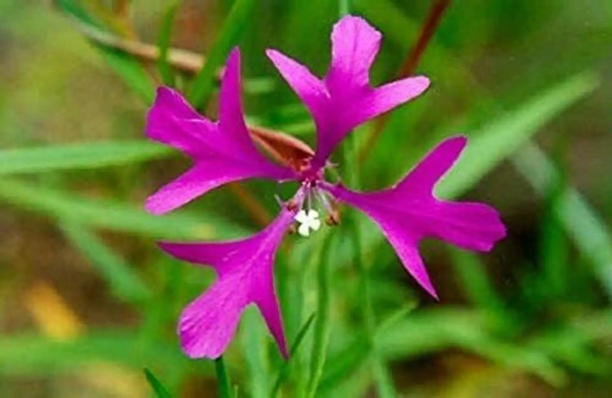 Heirloom Clarkia Flower seeds for Planting Vibrant Colors Heirloom & GMO Free Seeds for Home Garden