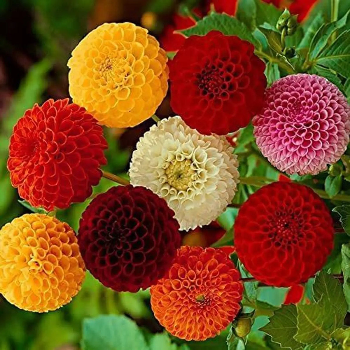 Mix Dahlia Pompon Flower seeds for Planting - Wildflower Mix, Heirloom & GMO Free Seeds for Home Garden