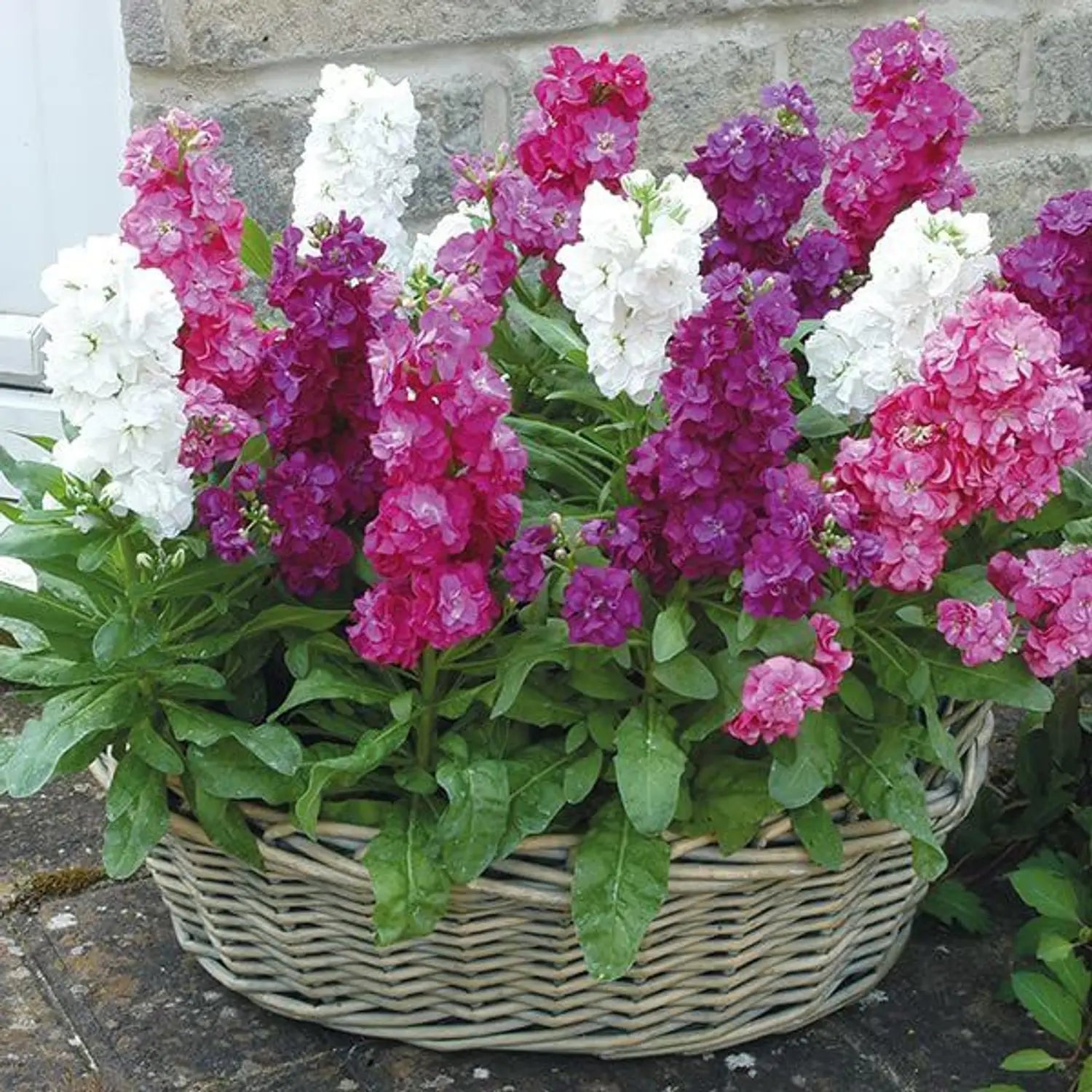 Premium Matthiola Incana Flower seeds for Planting Shade Tolerant, Heirloom & GMO Free Seeds for Home Garden seeds