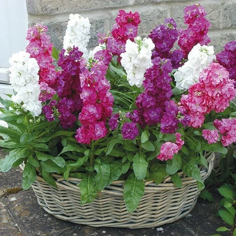 Mixed Matthiola Incana Flower seeds for Planting Fragrant Blossoms, Heirloom & GMO Free Seeds for Home Garden vegetable and garden seeds
