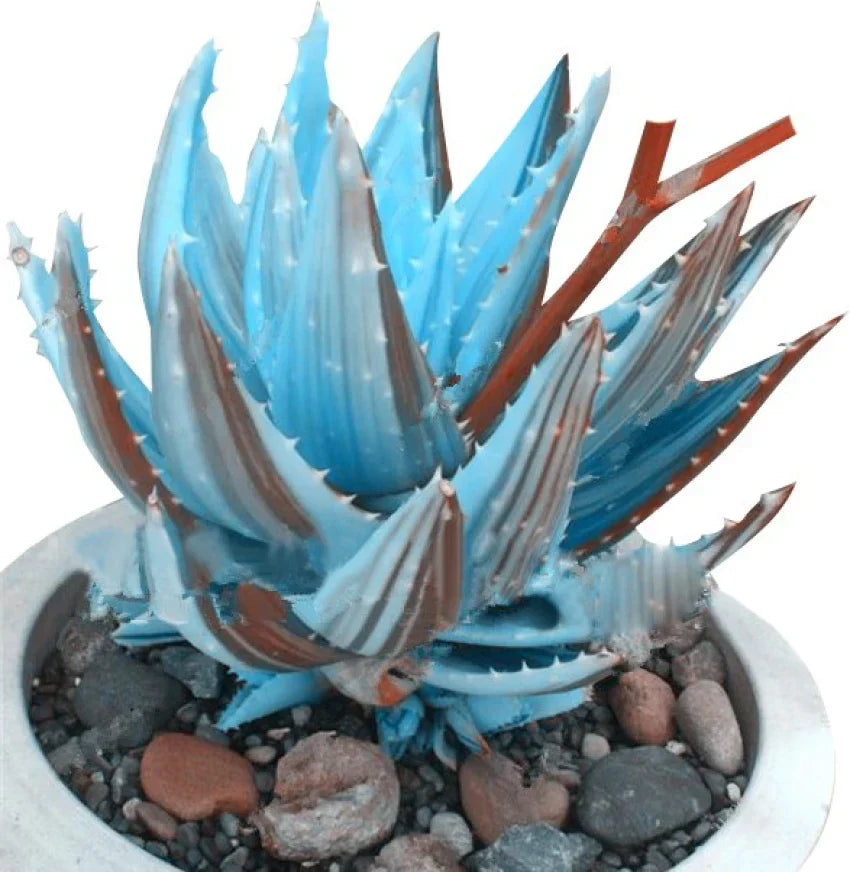 Aloe Cameron Plant Seeds For Planting Sky Blue - Experience The Unique Blooms
