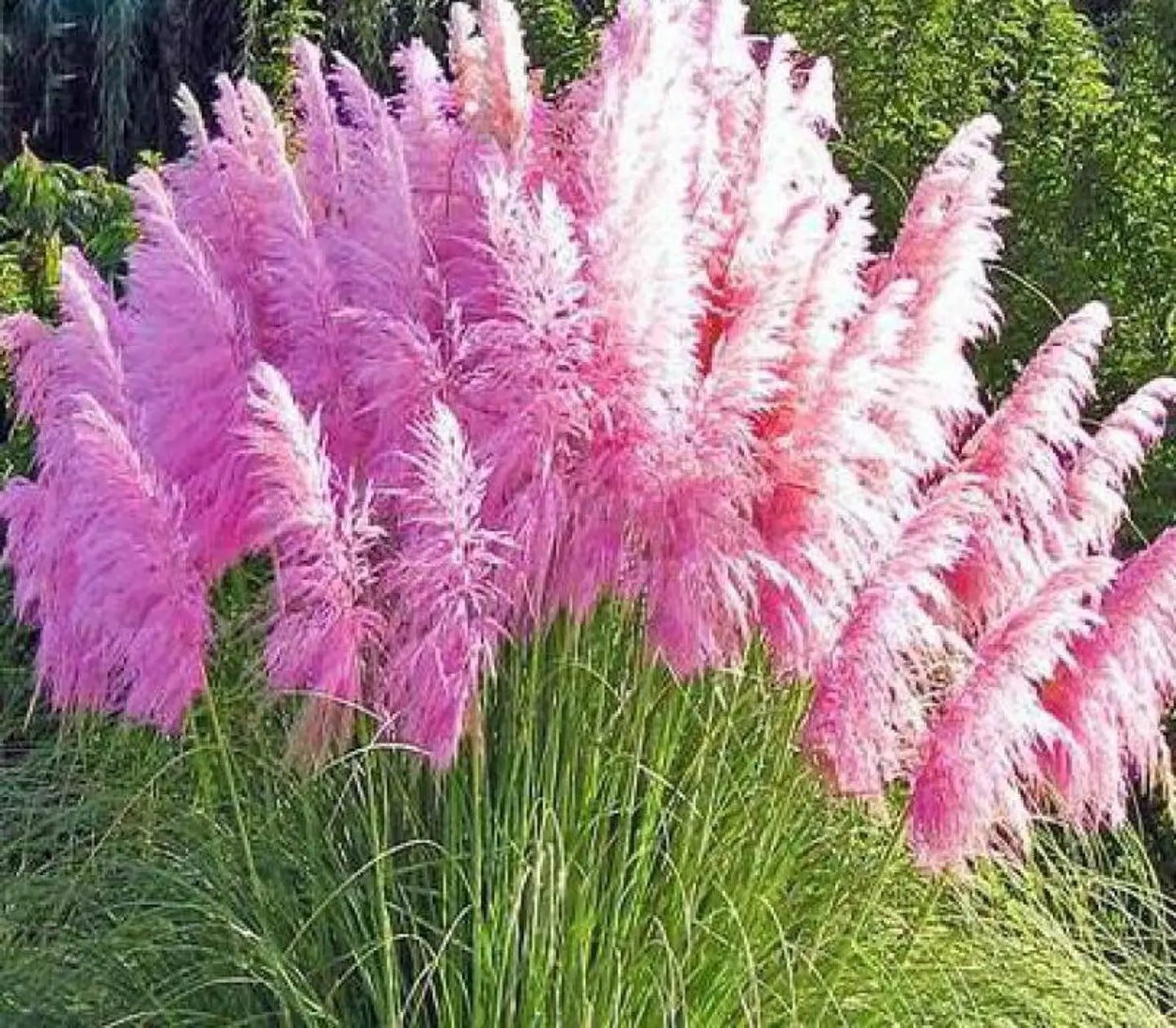 Pampas Flower seeds for Planting - Pollinator Friendly, Heirloom & GMO Free Seeds for Home Garden