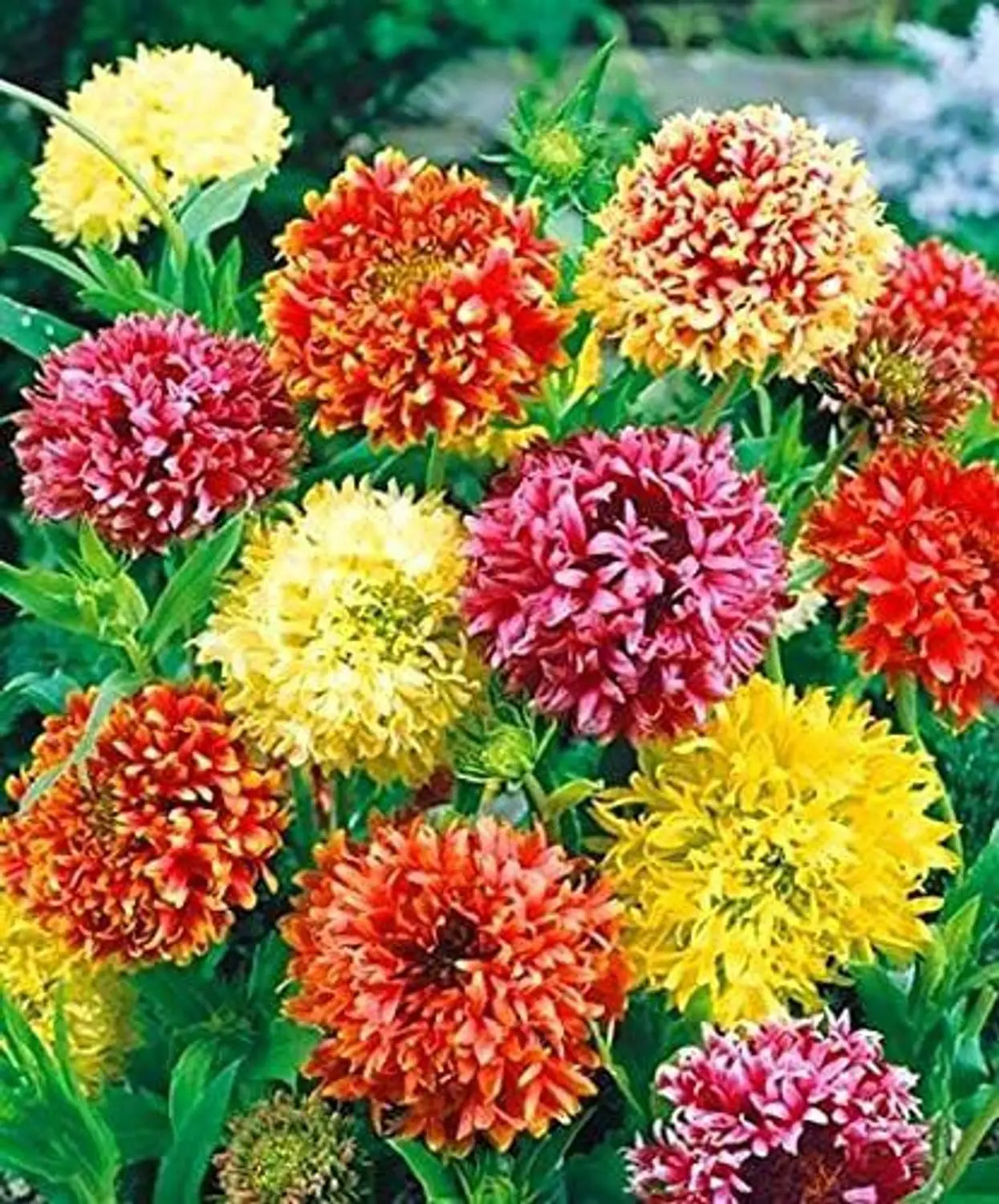 Mixed Gaillardia Flower seeds for Planting Low Maintenance, Heirloom & GMO Free Seeds for Home Garden vegetable and garden seeds