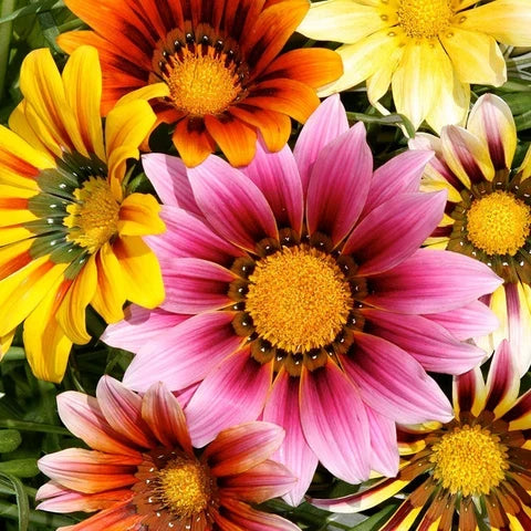 Pink Gazania Rigens Flower seeds for Planting Easy to Grow, Heirloom & GMO Free Seeds for Home Garden seeds for home gardening