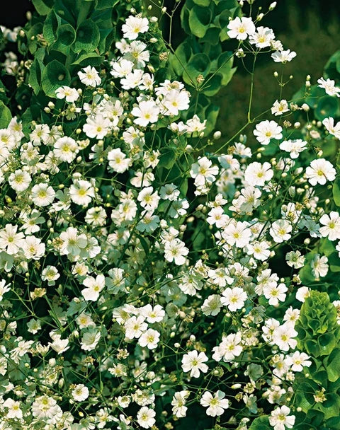 Premium White Waterhyssop Flower seeds for Planting Sun Loving, Heirloom & GMO Free Seeds for Home Garden seeds