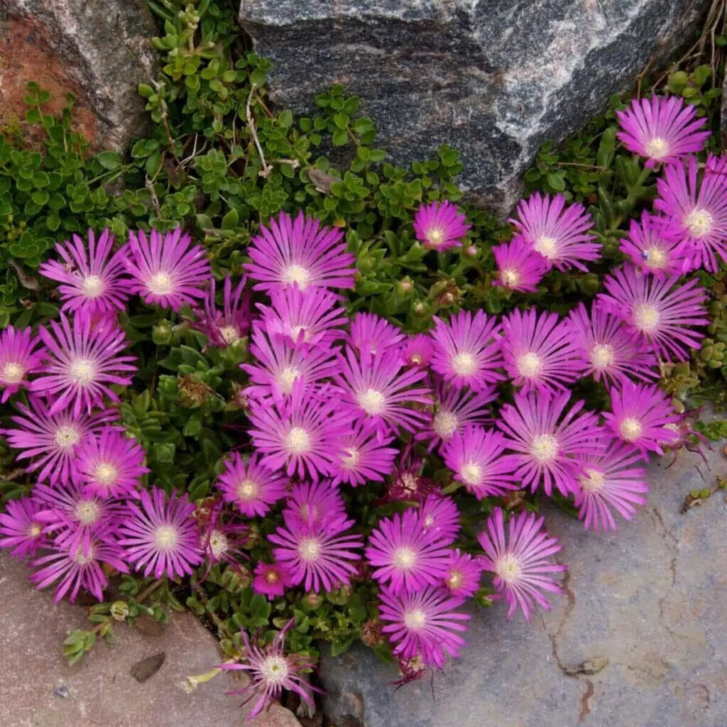 Premium Lampranthus Roseus Flower seeds for Planting Premium Quality, Heirloom & GMO Free Seeds for Home Garden seeds