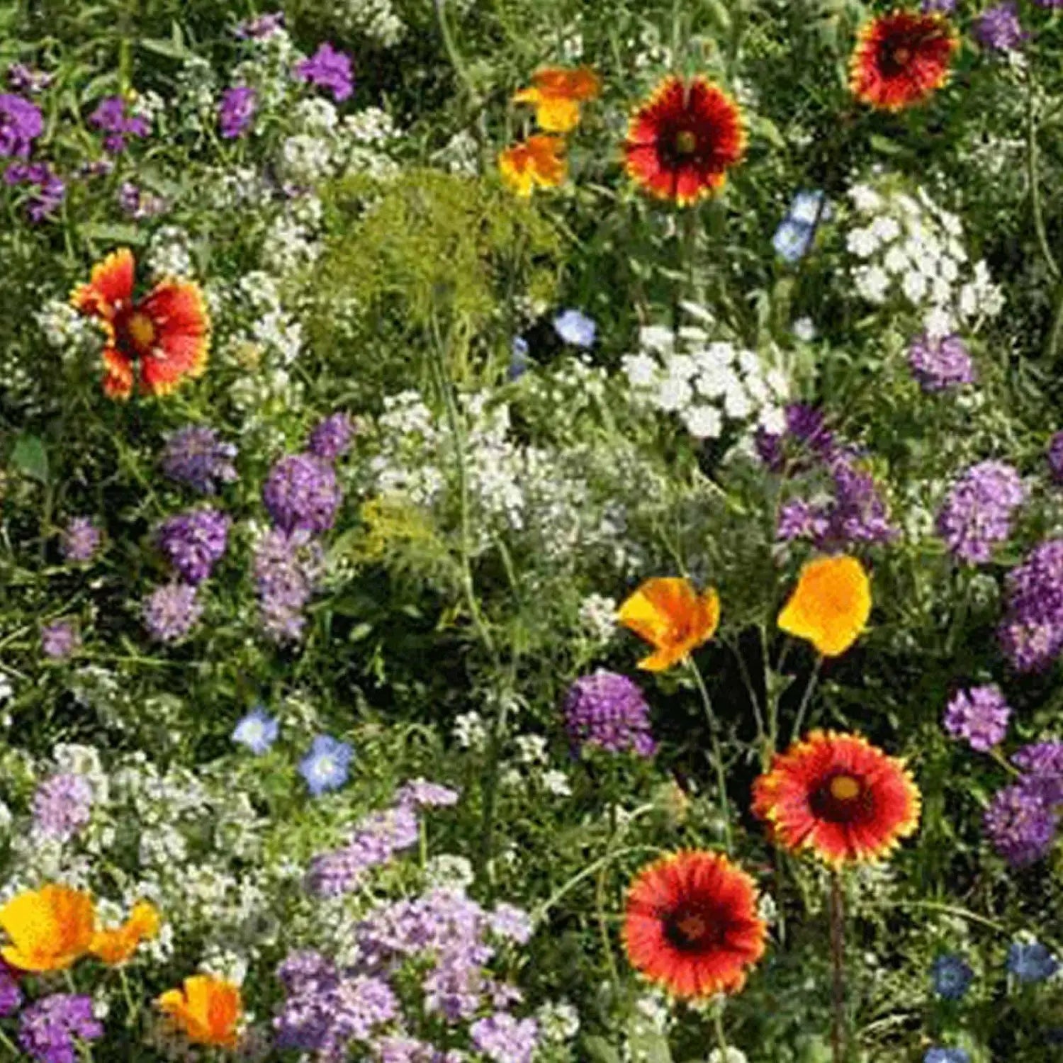Premium Micrantha Flower seeds for Planting Colorful Display, Heirloom & GMO Free Seeds for Home Garden seeds