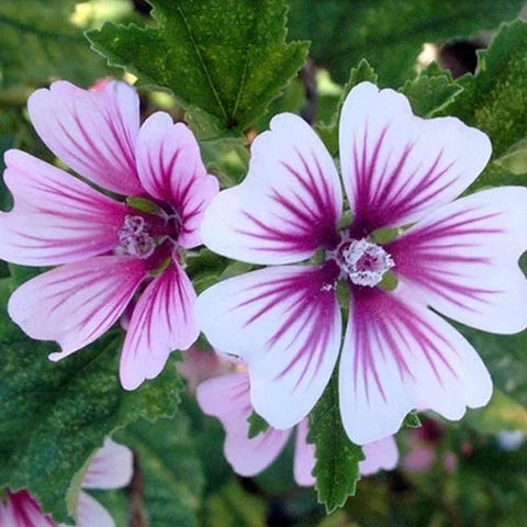High quality Mallow Flower seeds for Planting Perfect for Borders, Heirloom & GMO Free Seeds for Home Garden seeds pack