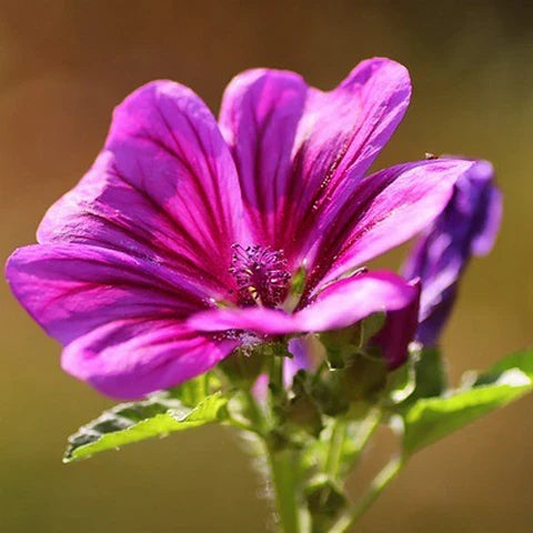 Mallow Flower seeds for Planting Perfect for Borders, Heirloom & GMO Free Seeds for Home Garden vegetable and garden seeds
