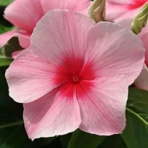 Premium Light Pink Vinca Periwinkle Flower seeds for Planting Sun Loving, Heirloom & GMO Free Seeds for Home Garden seeds