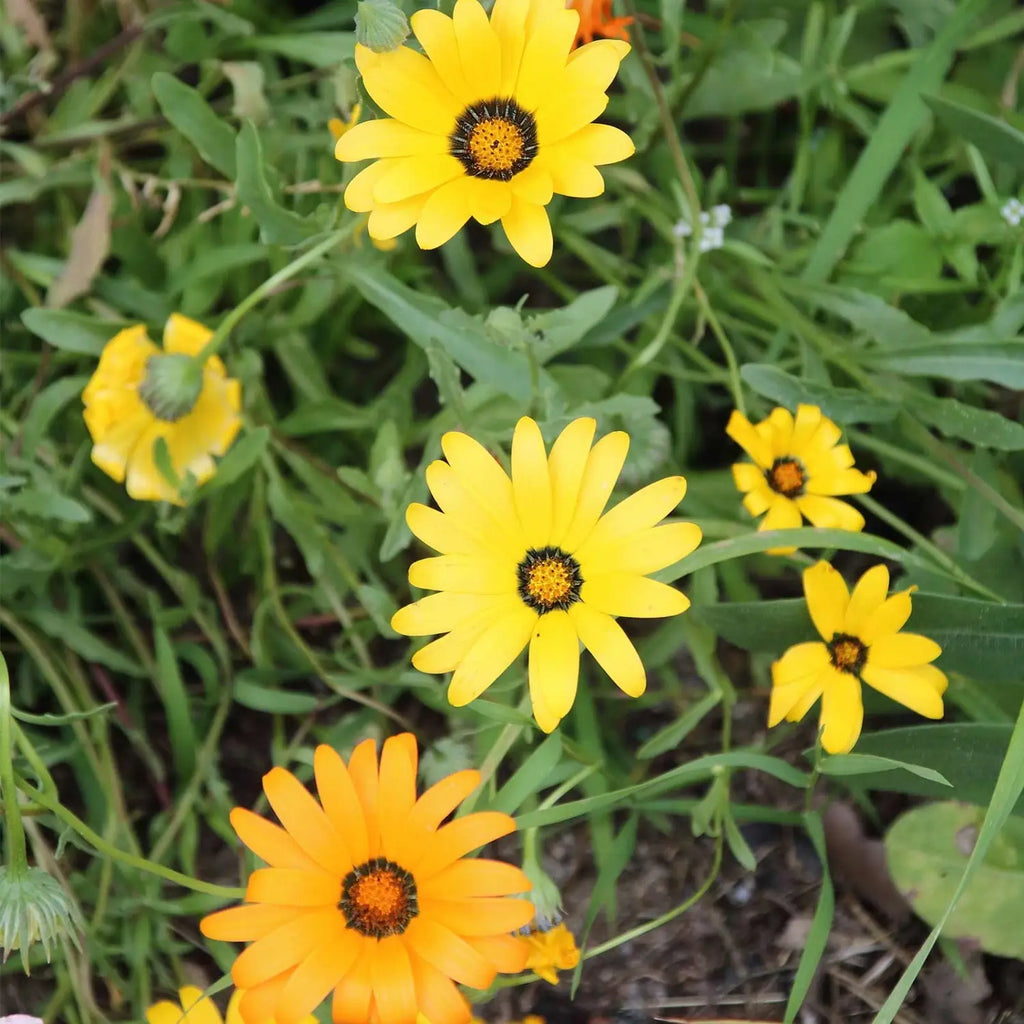 Premium Dimorphotheca Flower seeds for Planting Bright Blooms, Heirloom & GMO Free Seeds for Home Garden seeds