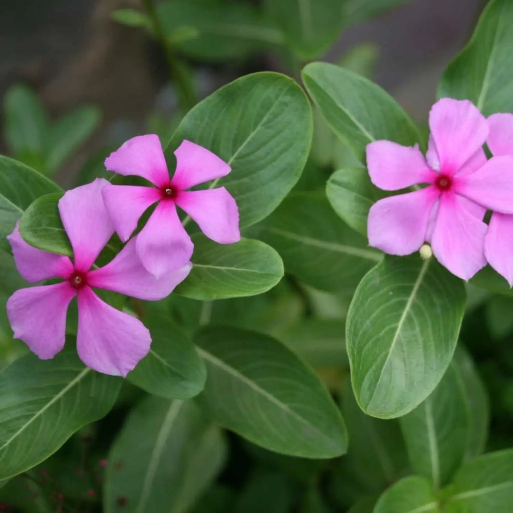 Premium Pink Catharanthus Flower seeds for Planting Seasonal Bloomer, Heirloom & GMO Free Seeds for Home Garden seeds