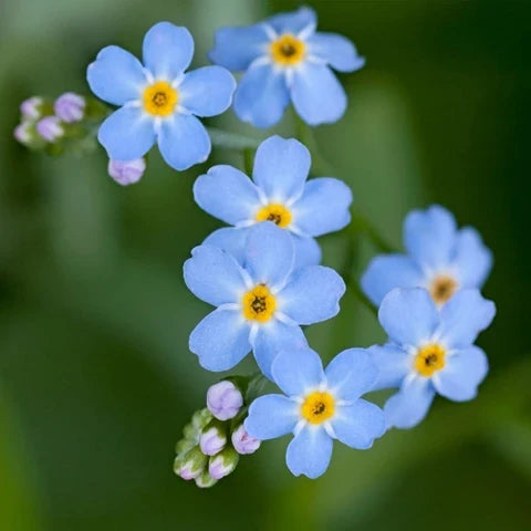 Premium Bulk Forget Me Not Flower seeds for Planting Bright Blooms, Heirloom & GMO Free Seeds for Home Garden seeds