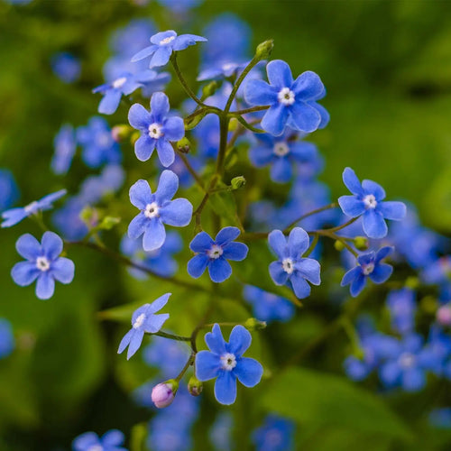 Bulk Forget Me Not Flower seeds for Planting Bright Blooms, Heirloom & GMO Free Seeds for Home Garden seeds for planting