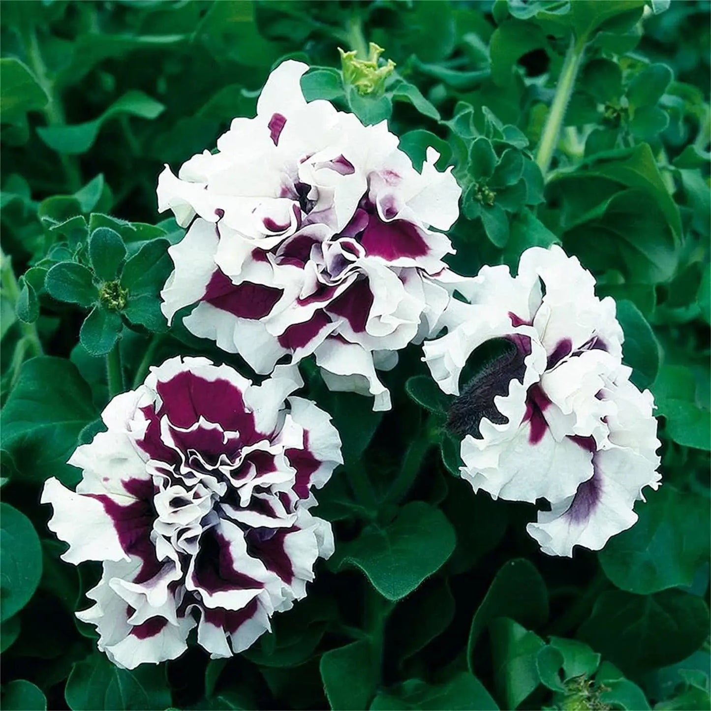 Heirloom Russian Petunia Flower seeds for Planting Low Maintenance Heirloom & GMO Free Seeds for Home Garden