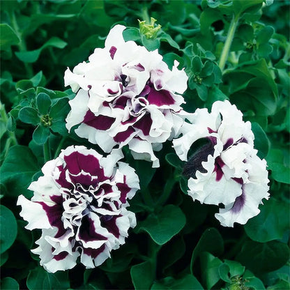 Heirloom Russian Petunia Flower seeds for Planting Low Maintenance Heirloom & GMO Free Seeds for Home Garden