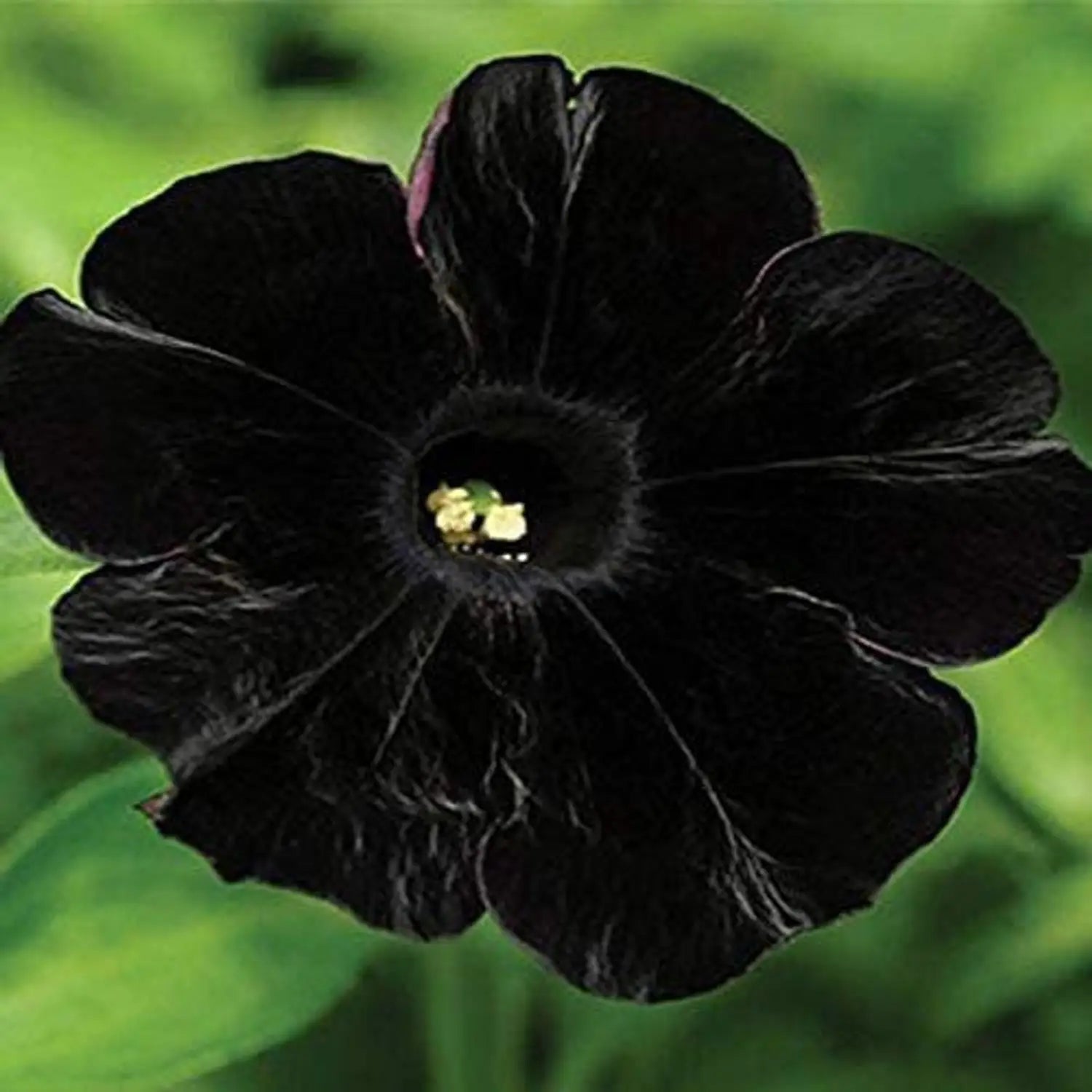 Premium Black Cherry Petunia Flower seeds for Planting Fragrant Blossoms, Heirloom & GMO Free Seeds for Home Garden seeds